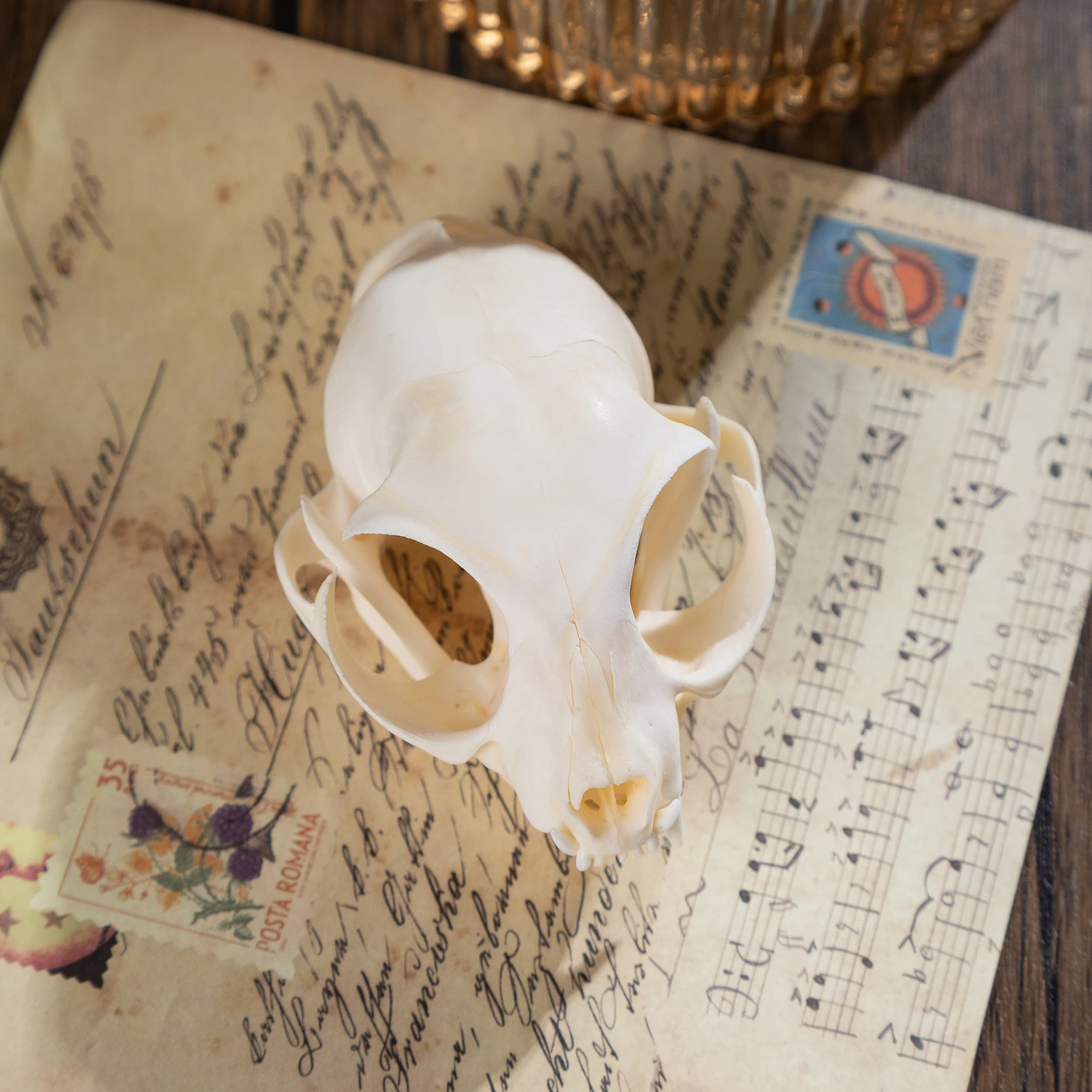 1/5/10Pcs Exquisite Collection of Real Skull Animal Bones for Craft, Home Decor, Specimen Collectibles Study, Special Gifts DIY 1/5/10Pcs Exquisite Collection of Real Skull Animal Bones for Craft, Home Decor, Specimen Collectibles Study, Special Gifts DIY