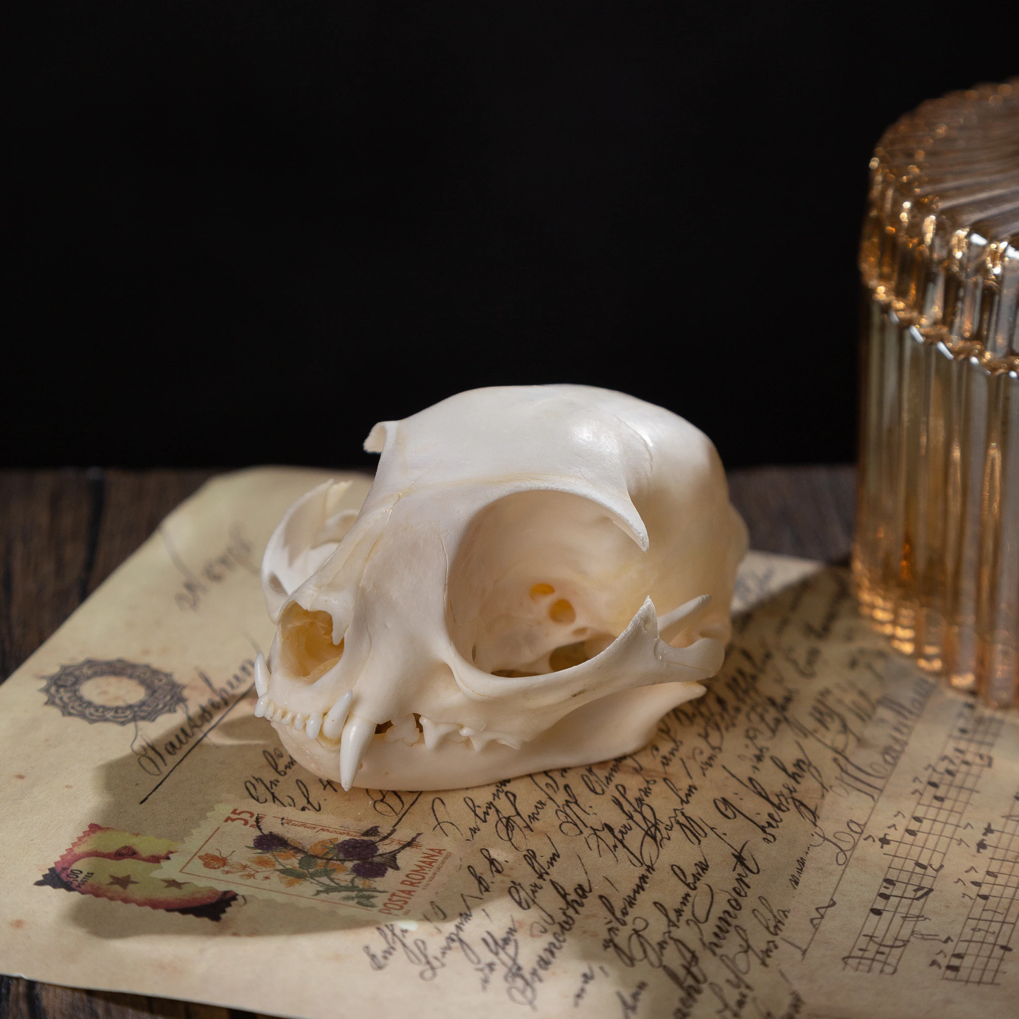 1/5/10Pcs Exquisite Collection of Real Skull Animal Bones for Craft, Home Decor, Specimen Collectibles Study, Special Gifts DIY 1/5/10Pcs Exquisite Collection of Real Skull Animal Bones for Craft, Home Decor, Specimen Collectibles Study, Special Gifts DIY
