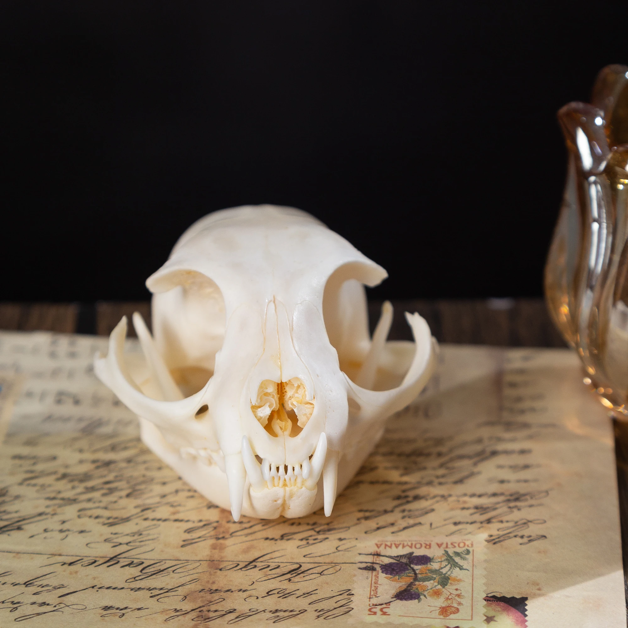 1/5/10Pcs Exquisite Collection of Real Skull Animal Bones for Craft, Home Decor, Specimen Collectibles Study, Special Gifts DIY 1/5/10Pcs Exquisite Collection of Real Skull Animal Bones for Craft, Home Decor, Specimen Collectibles Study, Special Gifts DIY
