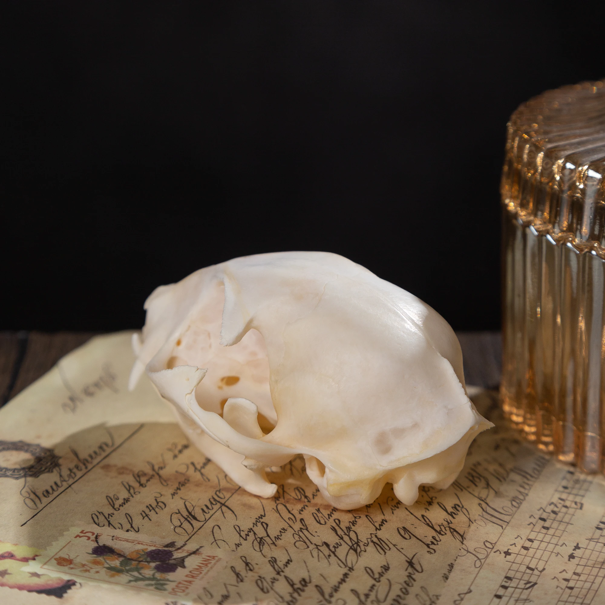 1/5/10Pcs Exquisite Collection of Real Skull Animal Bones for Craft, Home Decor, Specimen Collectibles Study, Special Gifts DIY 1/5/10Pcs Exquisite Collection of Real Skull Animal Bones for Craft, Home Decor, Specimen Collectibles Study, Special Gifts DIY